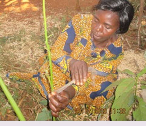 Agriculture Durable, Entrepreneuriat et Hygiène Communautaire
